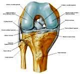 Anatomie: heup,bovenbeen,knie,onderbeen,enkel,voet,acetabulum,collum femoris,trachanter,femur,epicondyl,meniscus,kruisband,cruciate ligament,patella,knieschijf,tibia,fibula,malleolus,talus,calcaneus,tarsus,metatarsus,phalanx,falanx,quadriceps femoris,rectus femoris,sartorius,tensor fasciae latae,tractus iliotibialis,biceps femoris,gastrocnemius,semimembranosus,semitendinosus,soleus,suralis,vena saphena parva,vena saphena magna,sciatic,ischiadicus,peronea